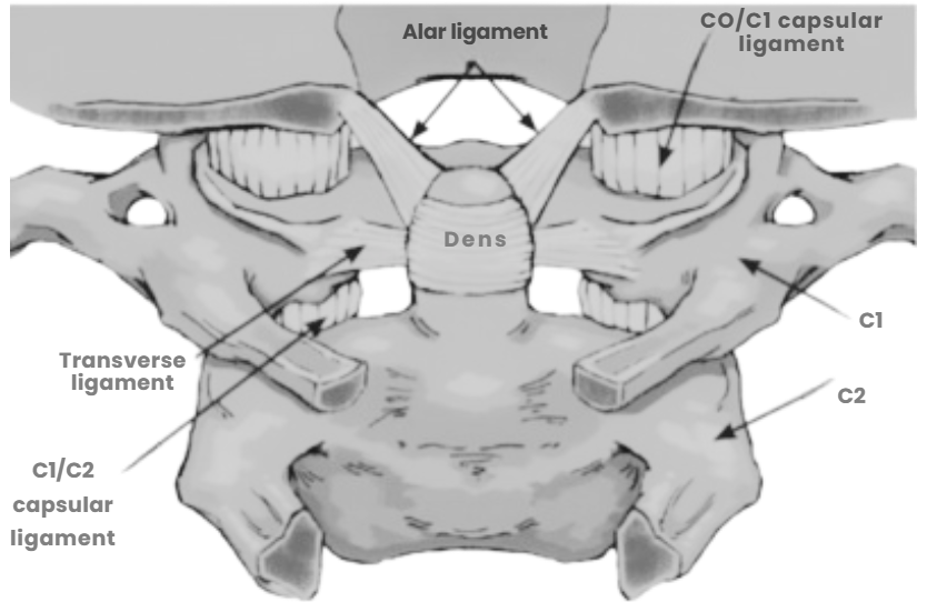 Cervicocranial junction ligaments and C1 C2 anatomy